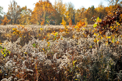 Grass, Herbs And Trees