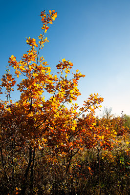 Golden Leaves