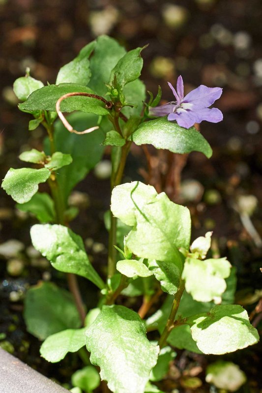 Small clematis @F8 D700