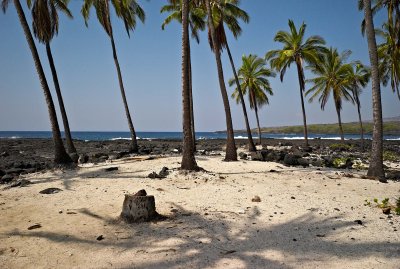 Hawaii palm trees and sea @f11 M8