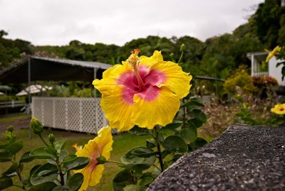 Hawaii's huge hibiscus in Maui @f4 M8