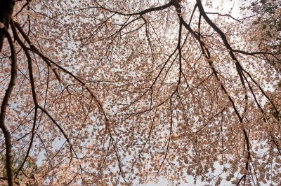 Cherry blossom in Ebina @f8 D700