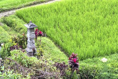 Rice field in Bali Reala
