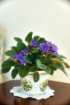 African violet @f4 a7