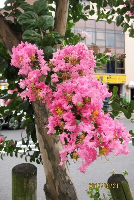 Sarusuberi flowers