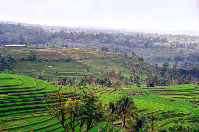 Rice paddies in Bali Reala