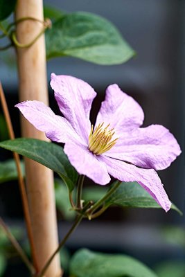Clematis @f5.6 a7R2