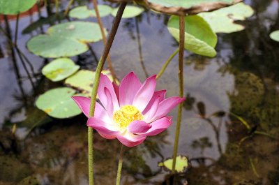A lotus flower in Bali island Reala