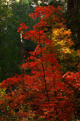 Autumn Red