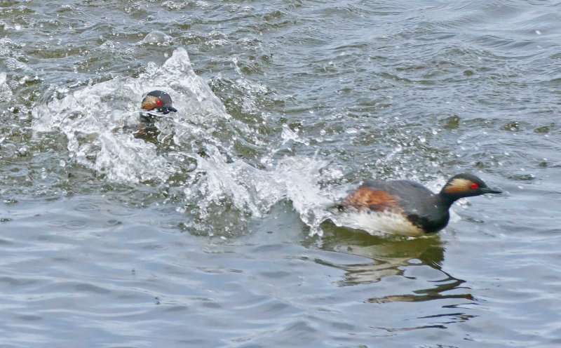 P1190376  geoorde fuut.jpg