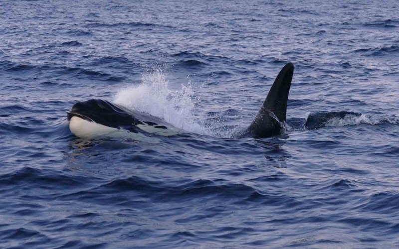 P1220766  orca vk.jpg