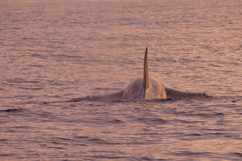 P1220145 orca vk.jpg