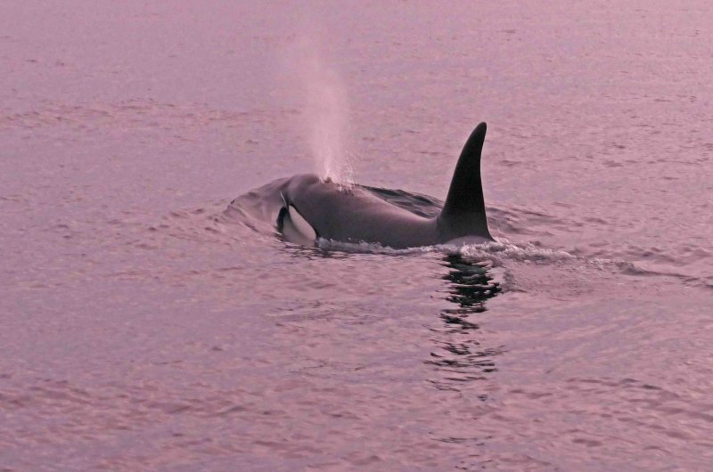 P1220183 orca vk.jpg