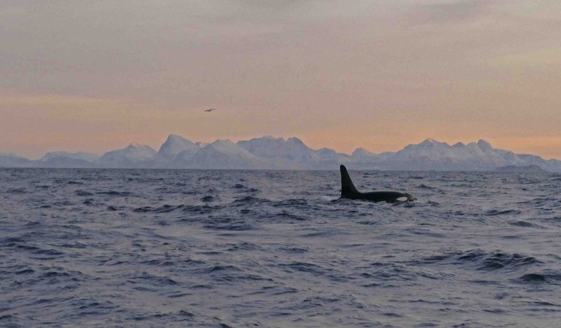 P1220834 orca vk.jpg