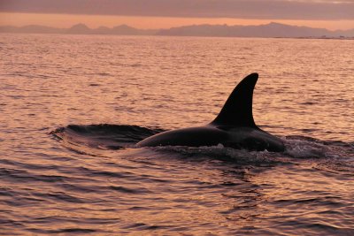 P1220199 orca vk.jpg