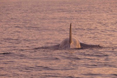P1220145 orca vk.jpg