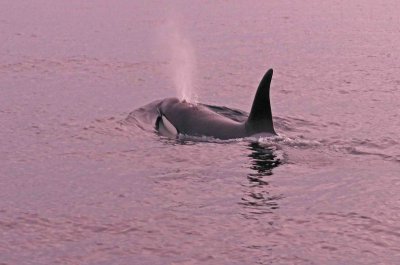 P1220183 orca vk.jpg