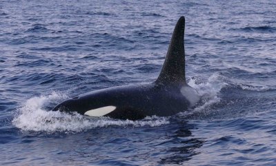 P1220769 orca vk.jpg