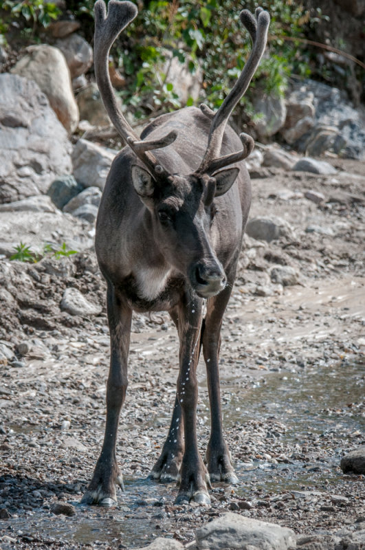 Denali-47.jpg