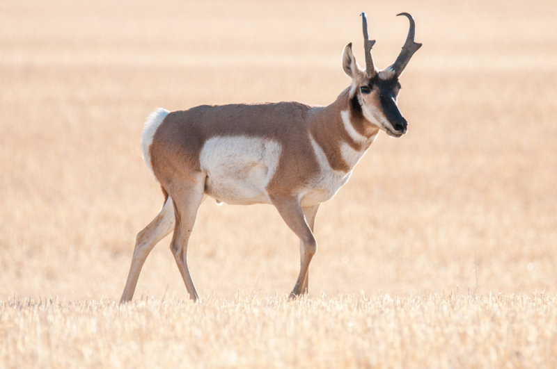 Grasslands-51.jpg