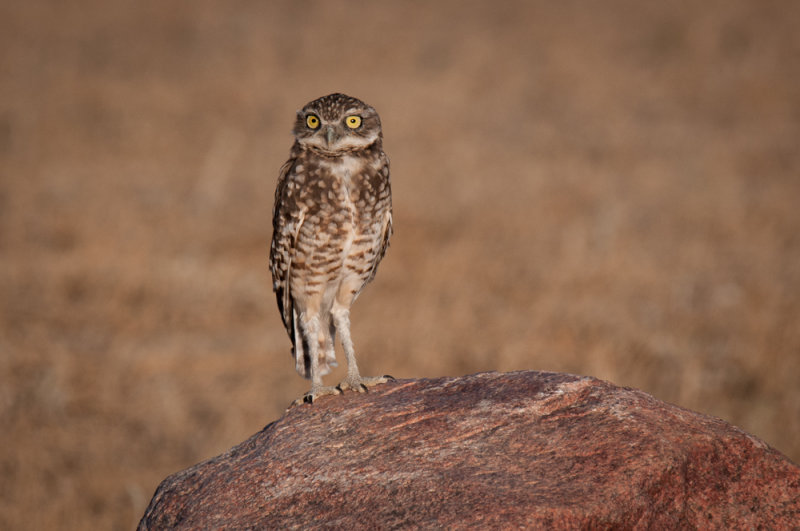 Grasslands-53.jpg