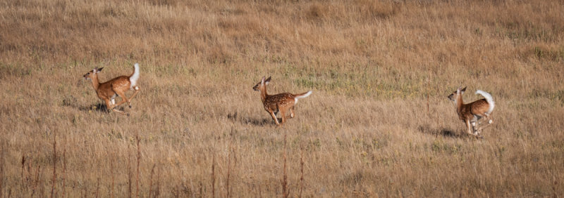 Grasslands-56.jpg