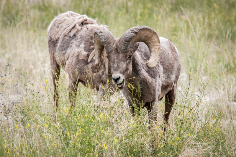 SD Badlands-3.jpg