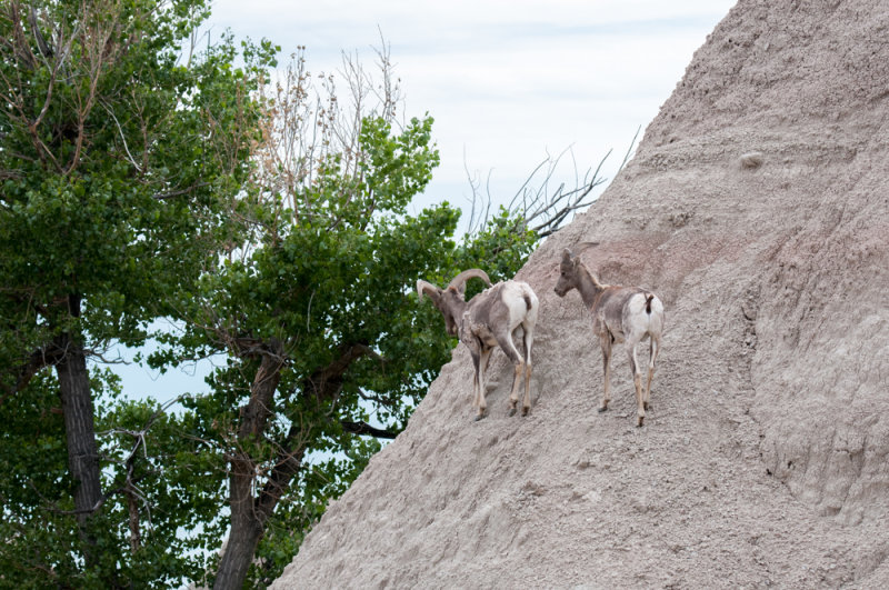 SD Badlands-5.jpg