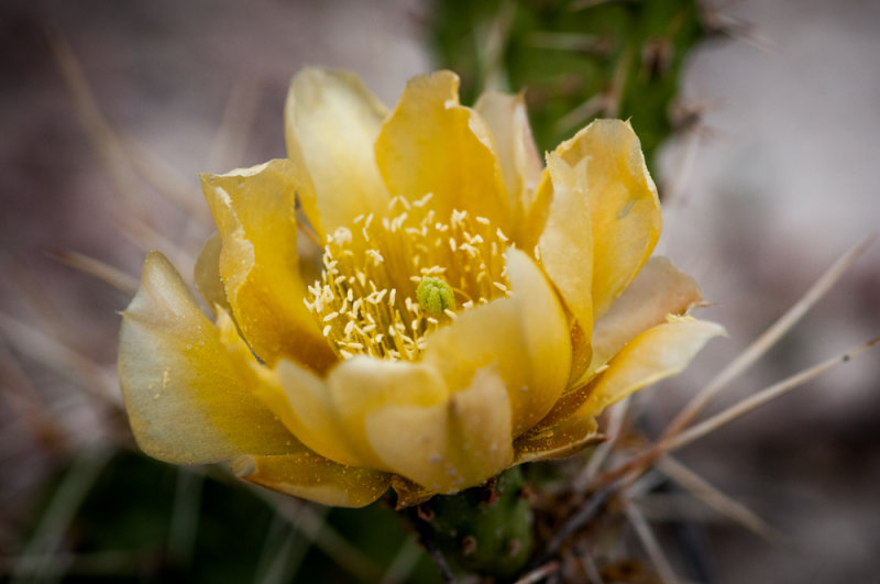 SD Badlands-51.jpg