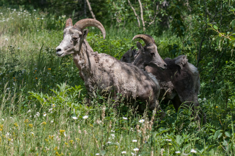 Waterton-11.jpg