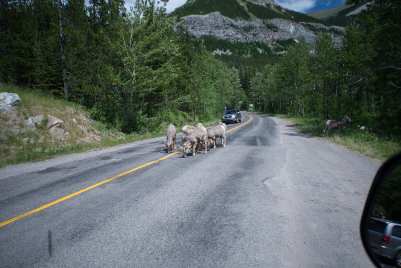 Waterton-9.jpg