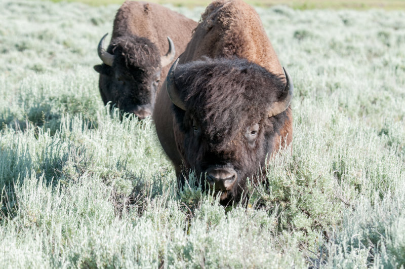 Yellowstone-37.jpg