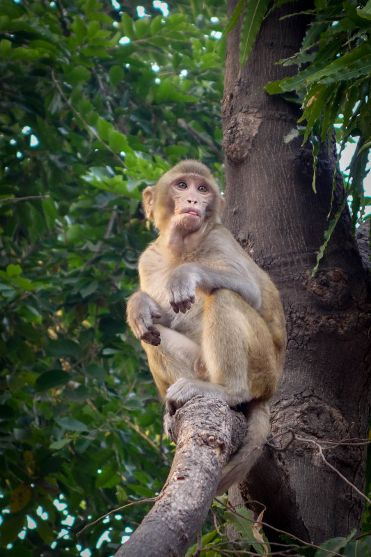 Agra-106.jpg