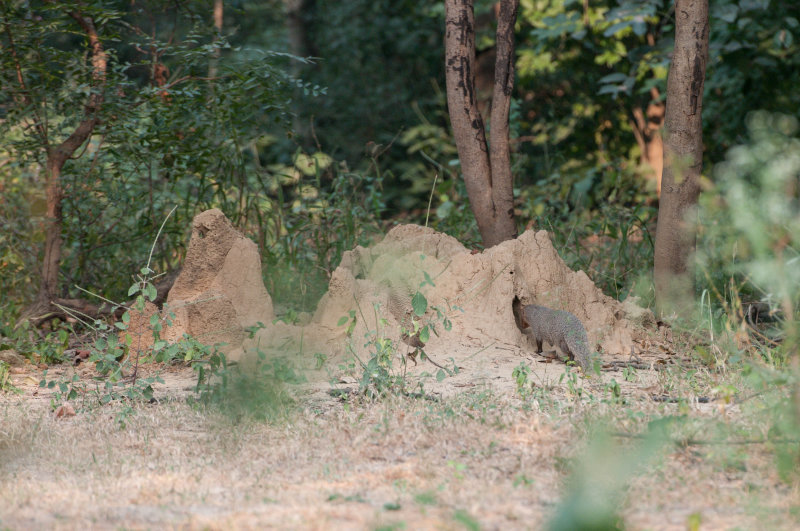 Chambal-14.jpg