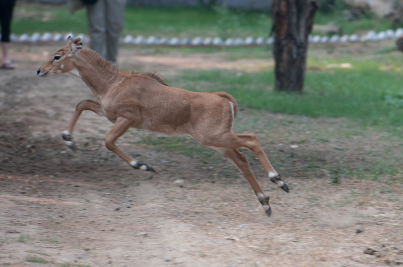 Chambal-16.jpg