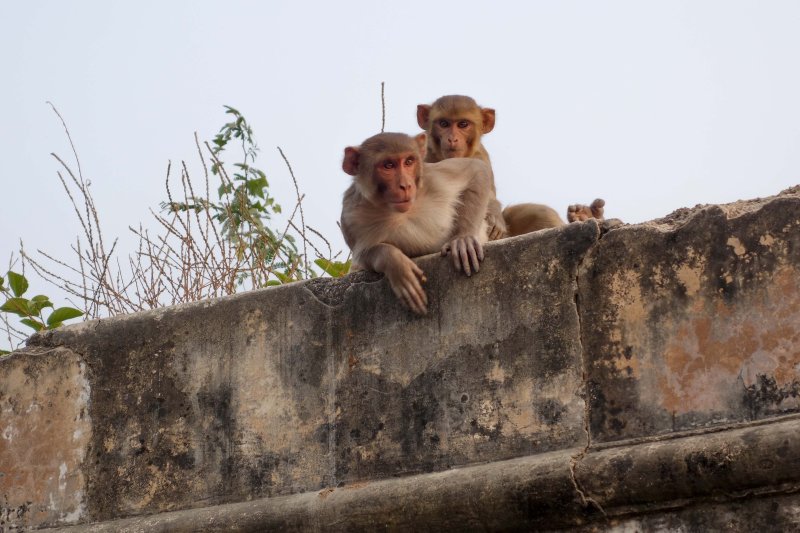 Chambal-21.jpg