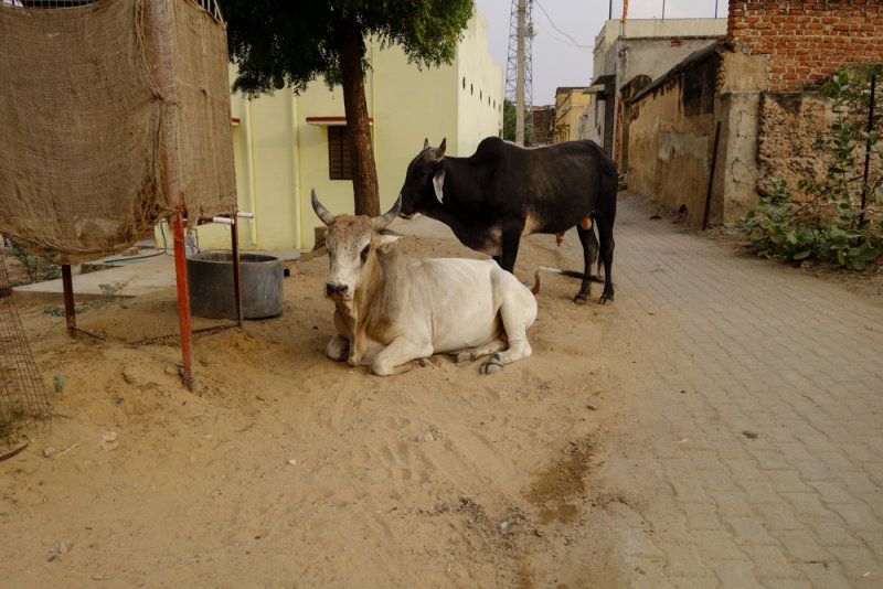Mandawa-8.jpg