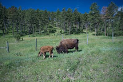 Black Hills Deadwood-38.jpg