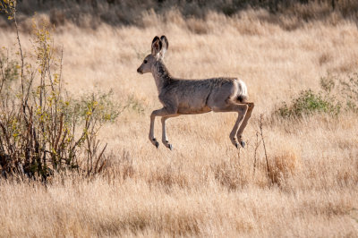 Grasslands-22.jpg