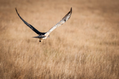 Grasslands-24.jpg