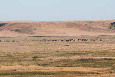 Grasslands-30.jpg
