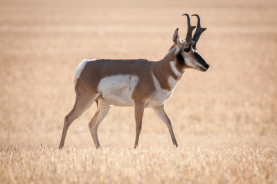 Grasslands-50.jpg