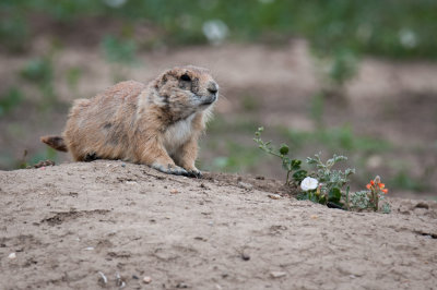 SD Badlands-61.jpg