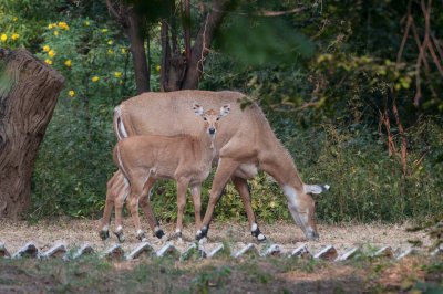 Chambal-15.jpg