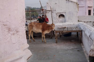 Chambal-37.jpg