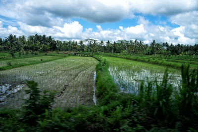 Quick shot of a rice paddy.  We didnt have time to visit the picturesque ones