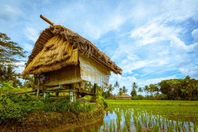 straw hut in rice padi field 