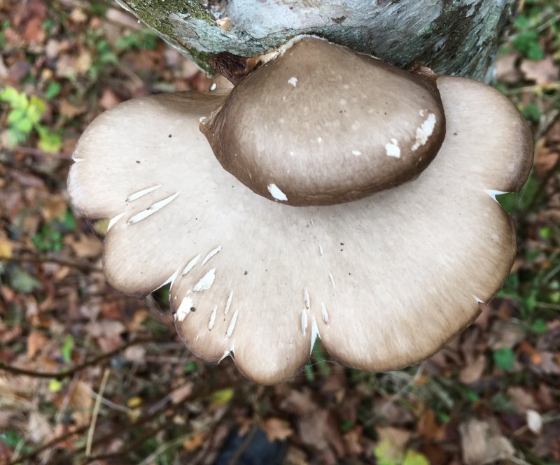 Pleurotus ostreatus, Oyster Mushroom, Ostronskivling 