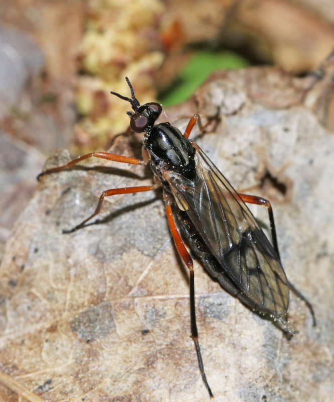 Rhagionidae, Snppflugor