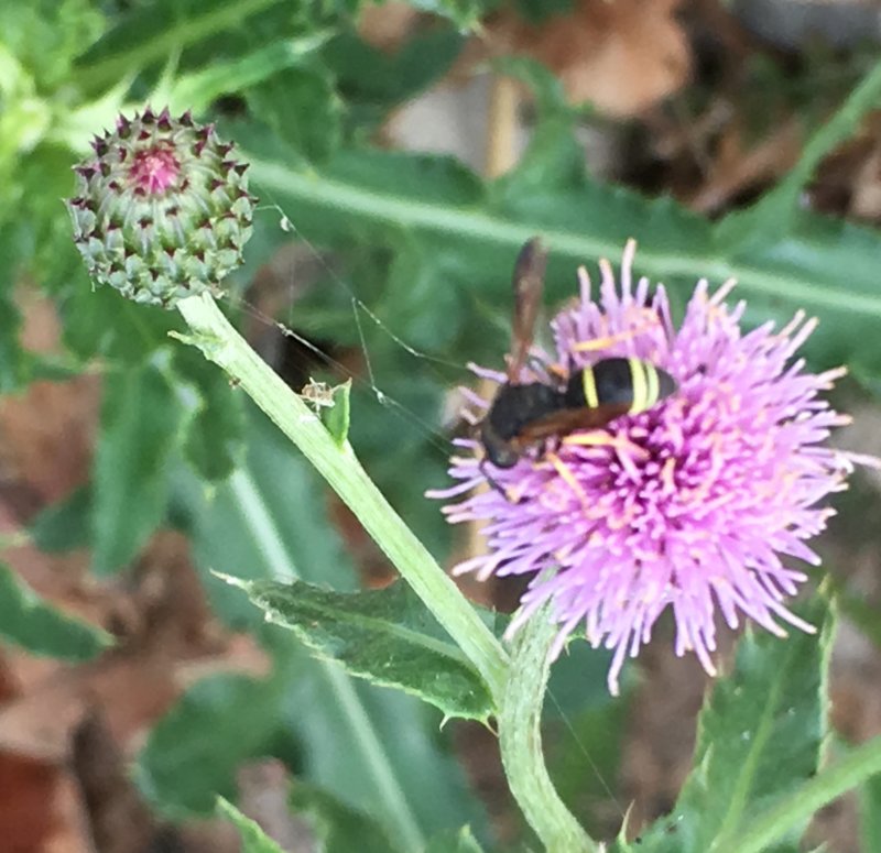 Trebandad murargeting (Ancistrocerus trifasciatus)